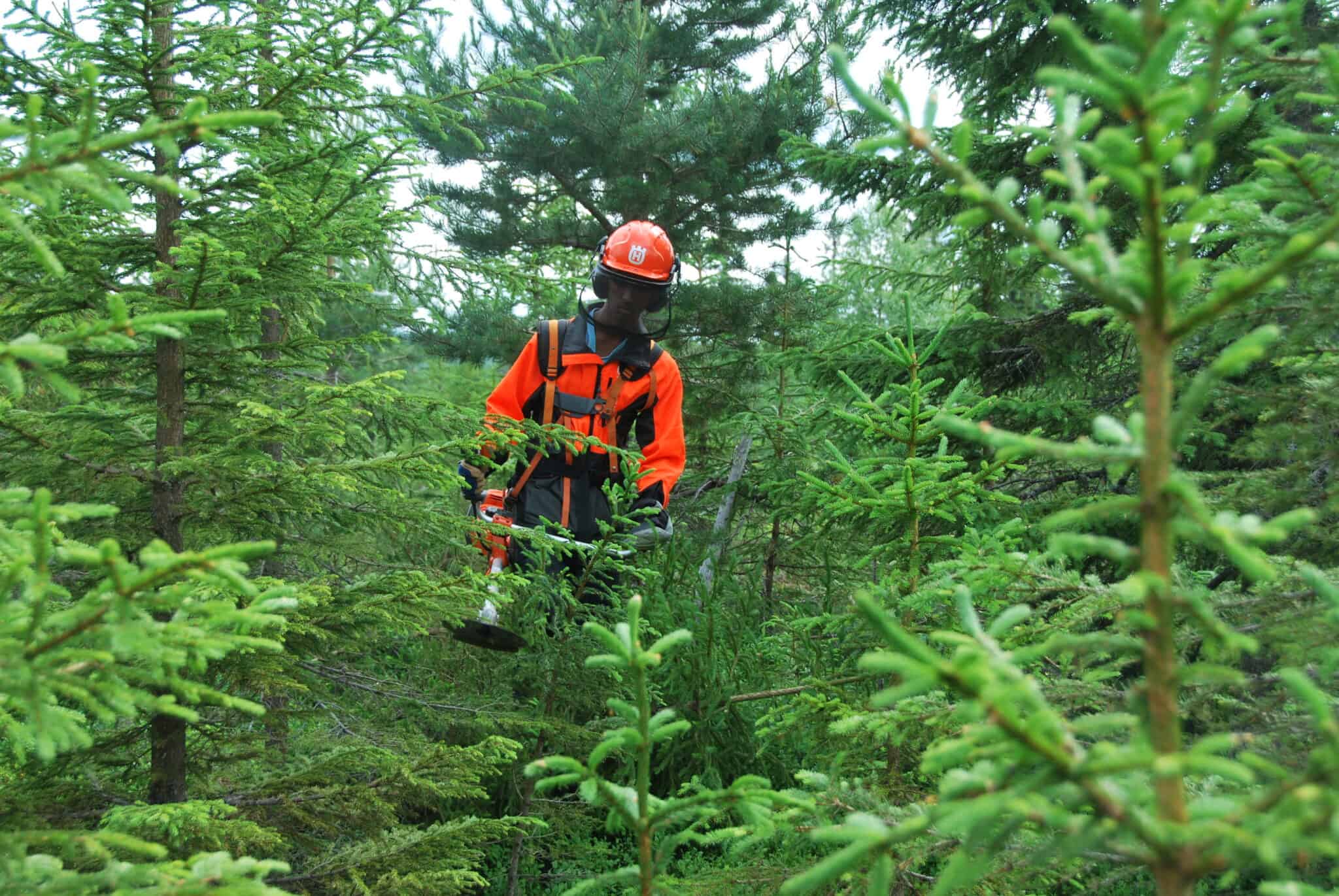 Sommerjobb i skogen?